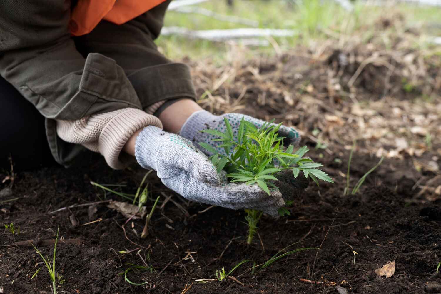 Professional Tree Service in Caledonia, MN